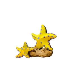 Wooden Starfish Set - Yellow